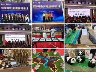 beat365学生在安徽省大学生生物标本制作大赛中再创佳绩